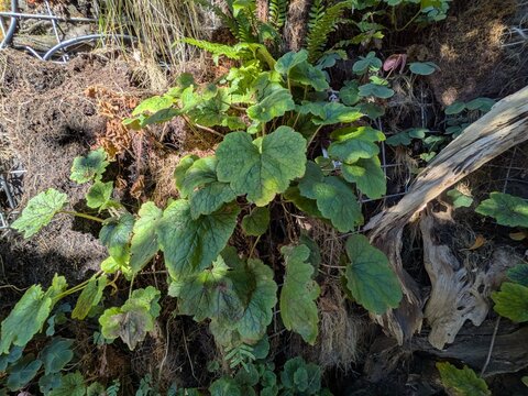 Close-up of Heuchera micrantha alumroot plant thriving in cool shaded rock crevice, highlighting native Pacific Northwest flora and delicate leaf texture.