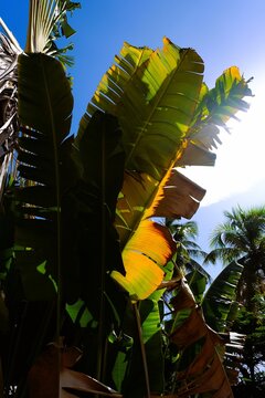 Colorful large banana type plant with green and yellow tones in front of bright sunny saky.
