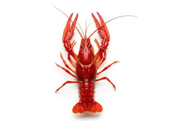 A high angle studio shot of a single bright red boiled crayfish isolated on a white background
