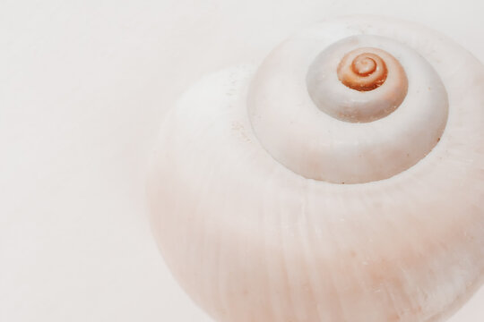  spiral seashell macro on white background, marine natural geometry.calm marine aesthetic. Suitable for spa branding, natural backgrounds, coastal decor, wellness and minimalist design. 