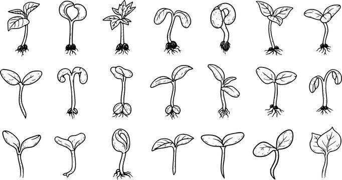 Detailed Hand Drawn Black and White Plant Sprouts and Seedlings Collection for Germination and Growth Education