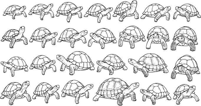 Detailed hand-drawn set of various turtles and tortoises in outline sketch style, perfect for animal wildlife, nature, and educational designs.