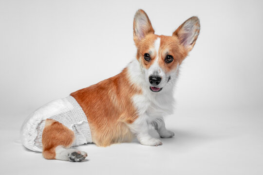 Pembroke welsh corgi dog sitting on a white studio background wearing a white disposable dog diaper, ears upright and looking at camera, short legs tucked under soft shadows showing garment details