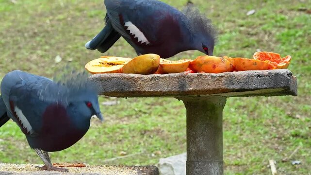 two blue pigeon eating papaya in the park, close up victoria pigeon in the afternoon