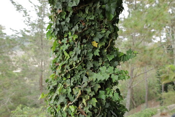 Fototapeta premium A column of lush green ivy climbing up. The image captures the natural beauty and vibrant colors of the plant
