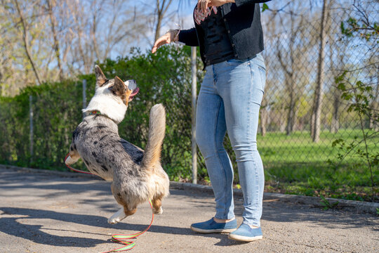 Corgi mix jumping during outdoor dog training with handler