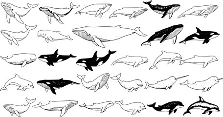 Diverse Collection of Hand-Drawn Whales and Dolphins in Various Poses © victoria