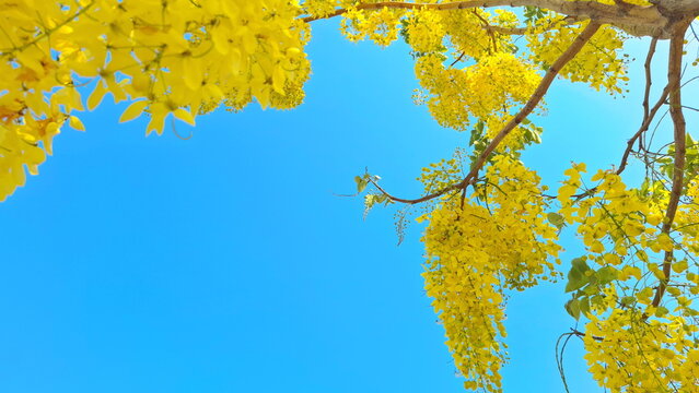 Beautiful yellow golden shower flowers blooming against a bright clear blue sky