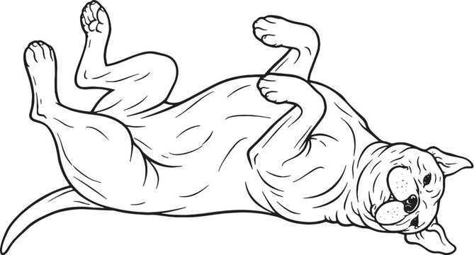 Cane Corso rolling on back playful pose black and white line art illustration