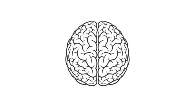 Human brain line art illustration, top view. Detailed anatomical diagram representing intelligence, thought, mind, and neuroscience.