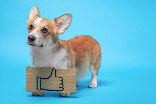 Pembroke welsh corgi dog standing on blue studio background holding a cardboard thumbs up sign, looking sideways with alert ears and friendly expression