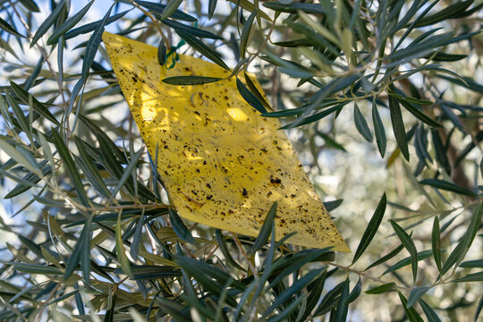 Yellow sticky insect trap card hanging among olive tree leaves, covered with small captured pests, integrated pest management monitoring tool for orchard protection in natural sunlight and breeze