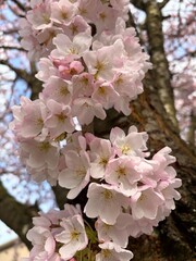 Obraz premium Low Angle View of Pink Cherry Blossom Branch against Bright Clear Blue Sky in Spring