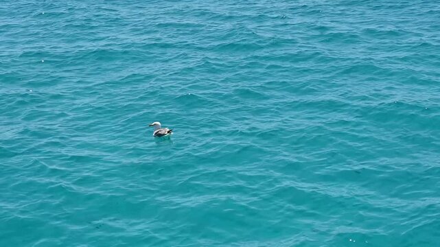 gabbiani nel mare in cerca di cibo