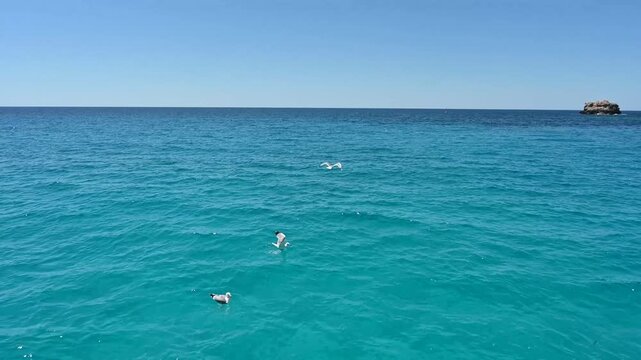 gabbiani nel mare in cerca di cibo