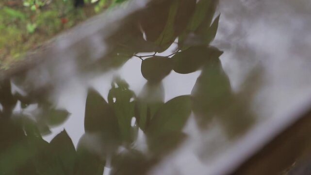 Reflection of leafs in a wood deck on a rainy and misty day