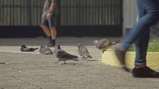Urban wildlife of pigeons chilling in the concrete paved floor of a Caribbean park with people passing by