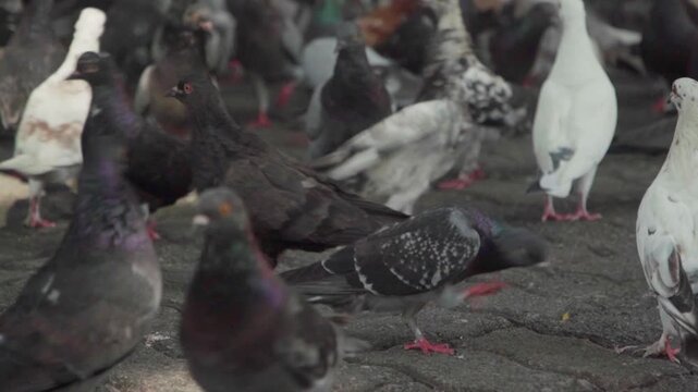 Flock of city pigeons walking on a paved urban surface