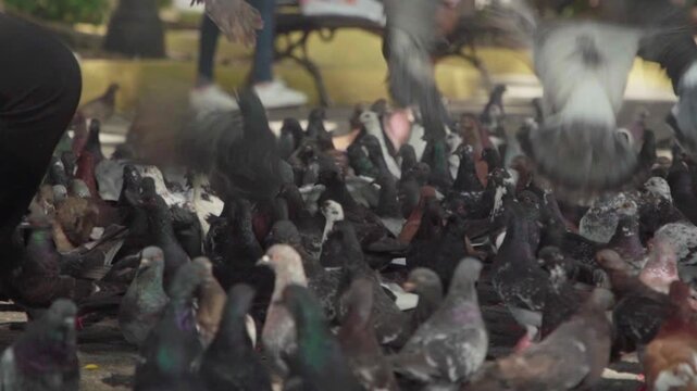 Flock city pigeons walking on a paved urban surface of a park