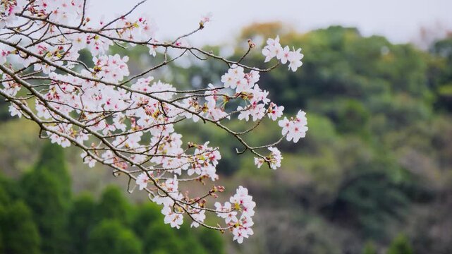 桜