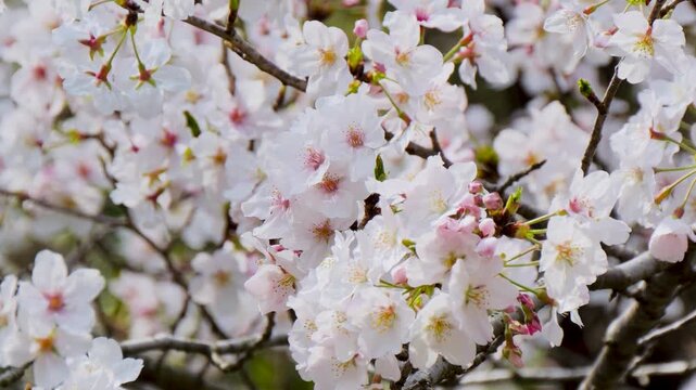 桜