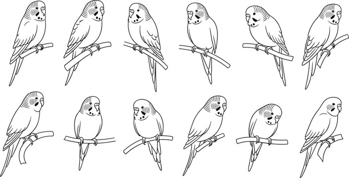 Budgerigar Parakeet Line Art Vector Set with Cute Pet Birds on Branches, Black and White Outline Illustrations for Nature Design, Animal Graphics, and Ornithology