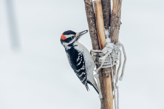 Hairy Woodpecker ~ Leuconotopicus villosus