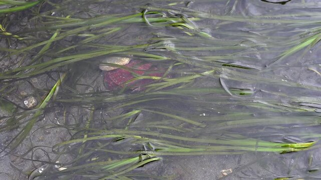 Red Rock Crab in dark sea grass and salt water, exploring the intertidal zone at extra low tide, marine animals in Puget Sound, Golden Gardens state park, Seattle, Washington
