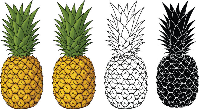 Set of pineapple illustrations in color, gradient, outline and silhouette styles isolated on white background, tropical fruit vector collection for design and branding