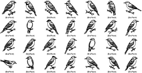 Collection of diverse bird illustrations on perches, featuring black and white hand-drawn line art of various perching birds for nature and wildlife designs. © victoria