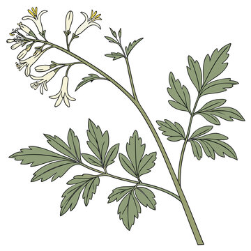 thalictrum tuberosum clone