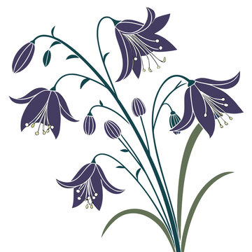 thalictrum black stockings