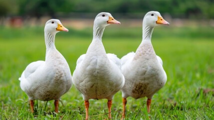 A group of three white domestic ducks stand side by side in a vibrant green field looking forward in a tranquil outdoor farm setting