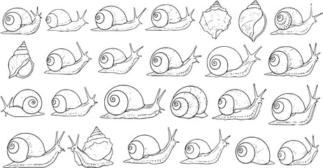 Detailed black and white line art illustration set of various snails and snail shells, perfect for natural history, biology, and mollusk-themed designs. © victoria