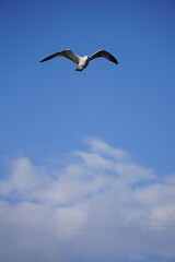 Fototapeta premium Sea Gull