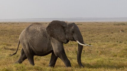 Obraz premium Male African Elephant Bull in Amboseli National Park in Kenya Africa KEN