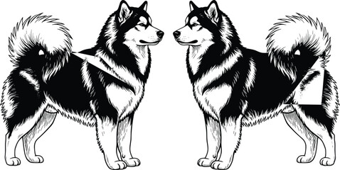 Black and white husky dog illustration pair detailed engraving style domestic animal standing facing each other isolated on white background © Mokarrom