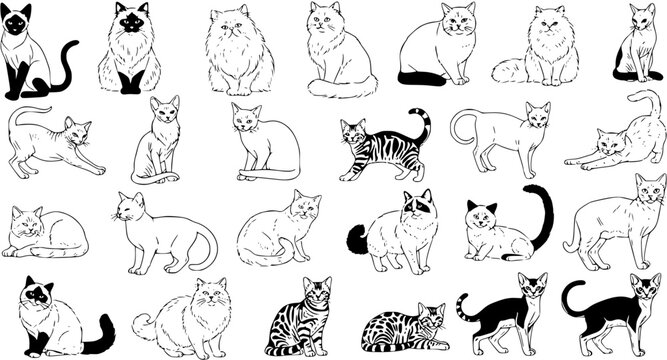 Hand-drawn cat breeds collection: a detailed line art illustration featuring diverse feline animals in various poses, perfect for pet-themed designs.