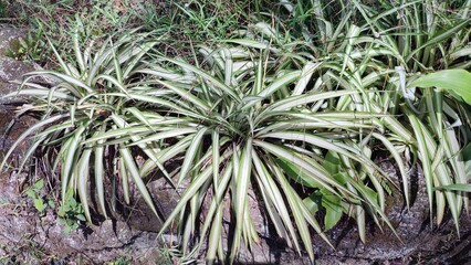 Fototapeta premium Beautiful view of spider plant or chlorophytum comosum