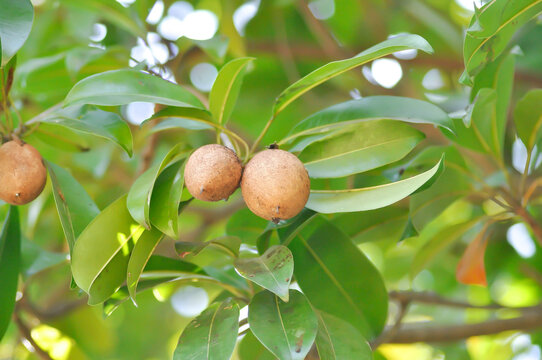 Manilkara zapota, Mimusops or Sapodilla or fruit