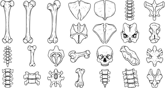 Hand-Drawn Bone Set: Anatomy, Skeleton, Skull, Spine Illustrations