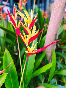A parrots beak heliconia (heliconia psittacorum) growing in the rainforest at playa blanca, costa rica, central america