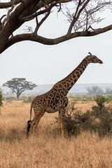 Obraz premium Masai Giraffe in Amboseli National Park in East Africa Kenya KEN