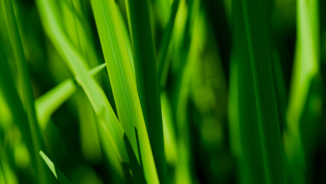 Close-Up Green Grass Blades in Sunlight. Fresh Vibrant Nature Background Texture