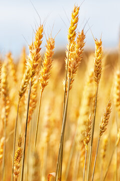Golden Wheat field background, ripening ears of wheat on field at natural light. Yellow ripe grains bread crop, good harvest in agricultural field, autumn season. Crops field grain culture at blue sky
