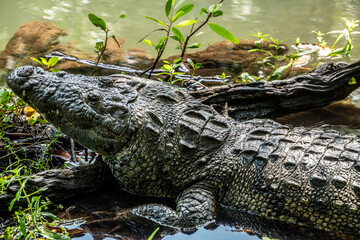 Fototapeta premium Large crocodile rests near murky water, basking in sun