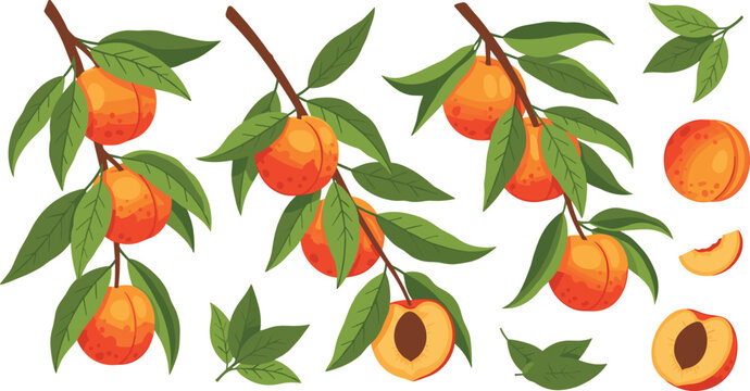 Peach Tree Branch Vector Set with Ripe Fruits, Leaves and Cut Pieces for Botanical Illustration, Organic Farming Design and Fresh Summer Harvest Graphics