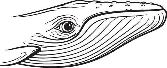 whale eye close side view line art marine mammal head outline illustration black white ocean wildlife vector.eps © Nguyen