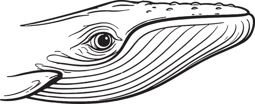 whale eye close side view line art marine mammal head outline illustration black white ocean wildlife vector.eps
