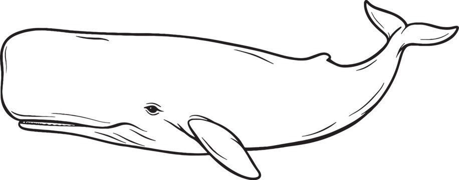 Sperm Whale Side Profile Black and White Line Art Marine Mammal Vector Illustration